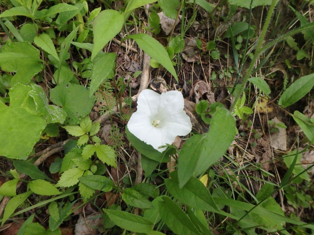 Calystegia spithamaea 3