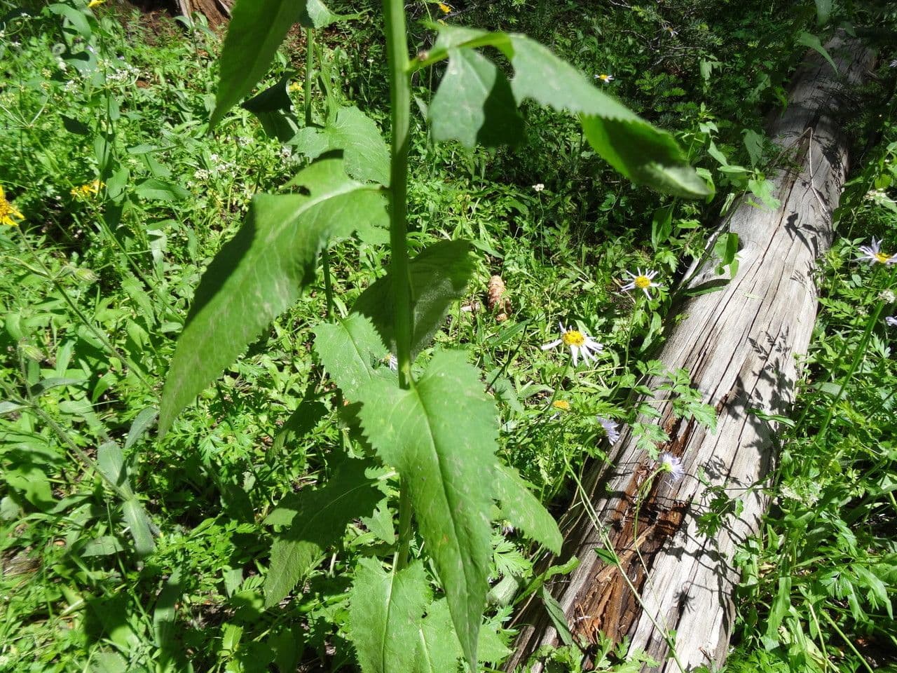 Senecio triangular 7