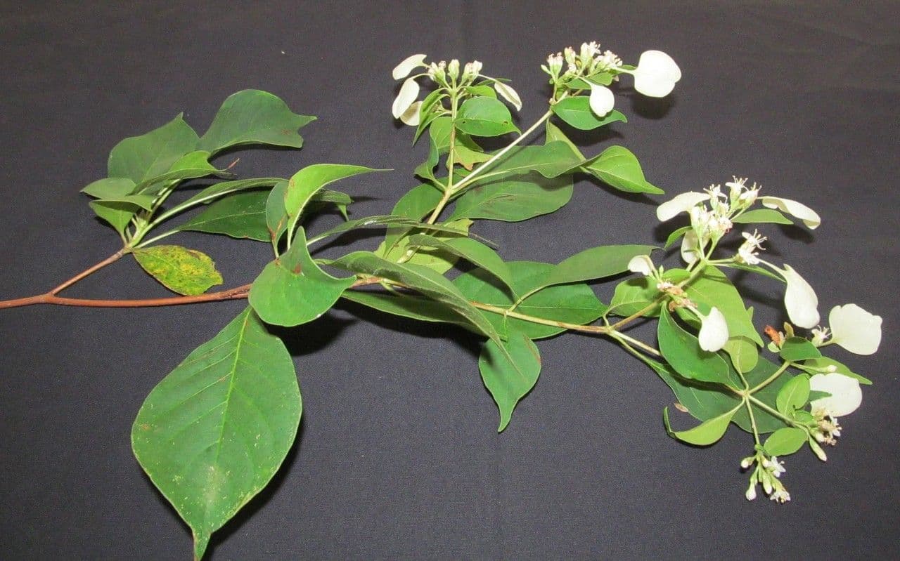 Calycophyllum 21