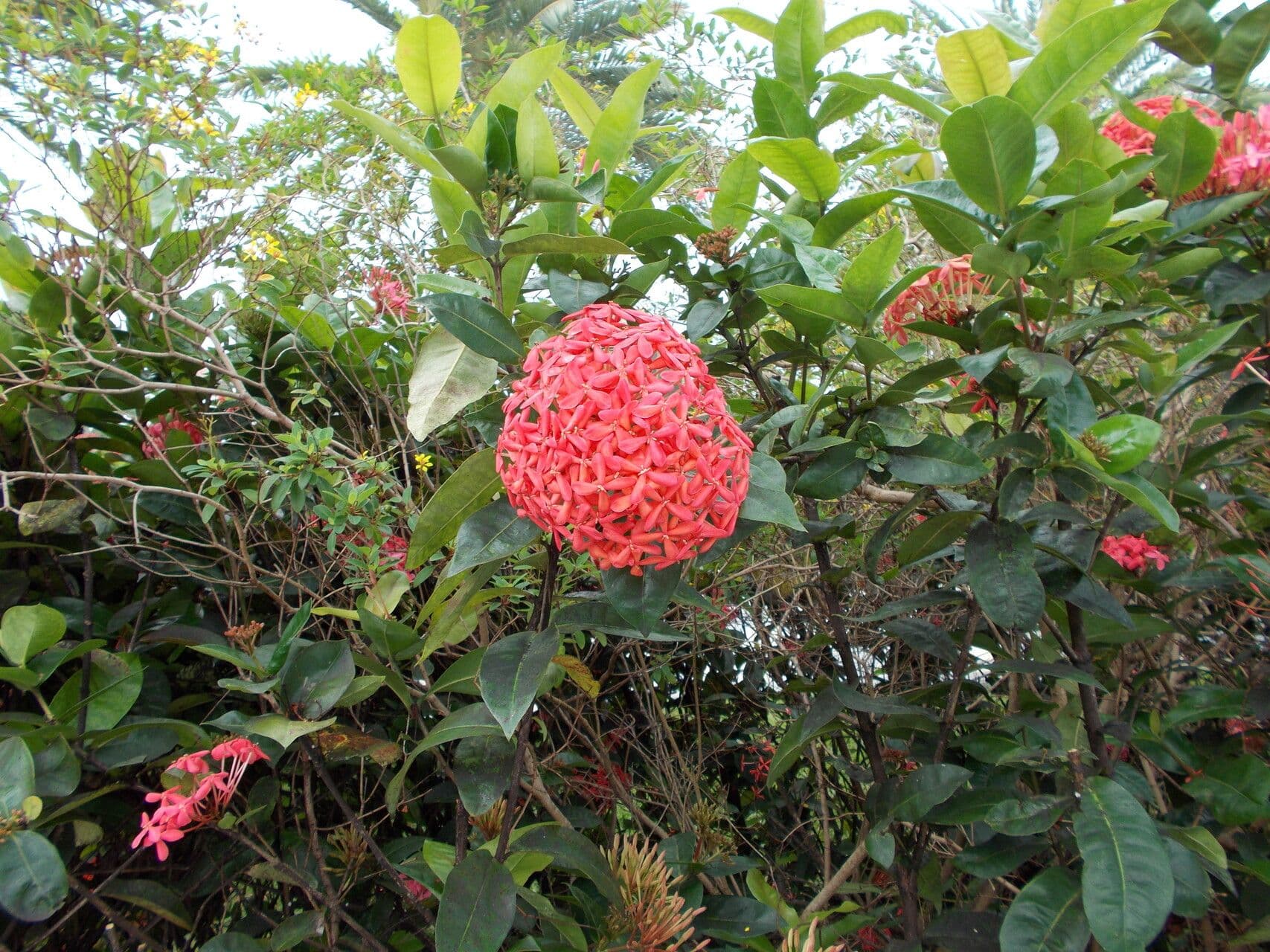 Ixora 8