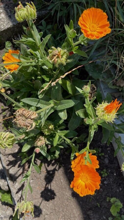 Calendula 13