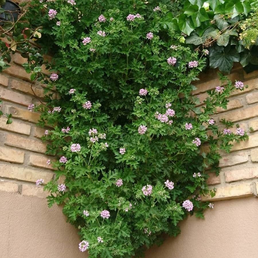 Géranium odorant 11
