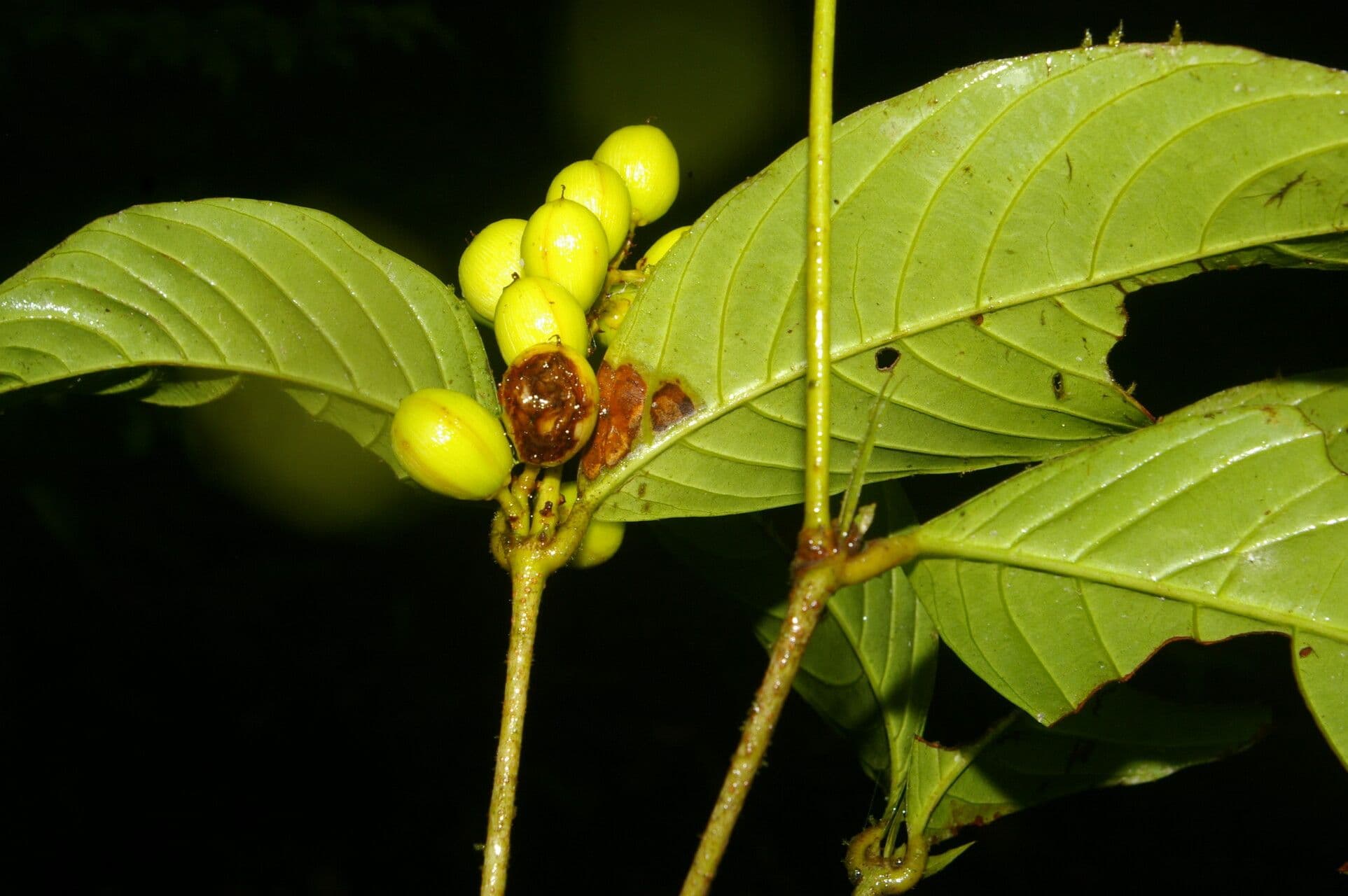 Quiina macrophylla 2