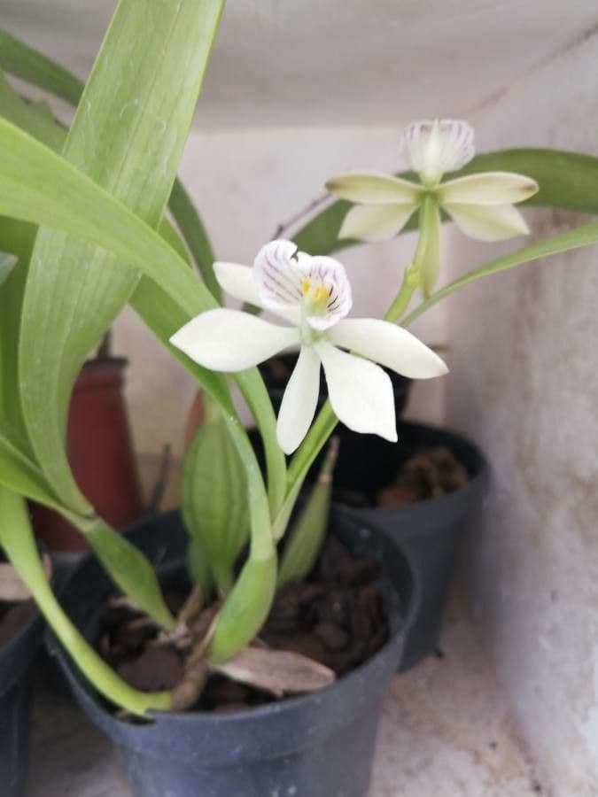 Prosthechea 4