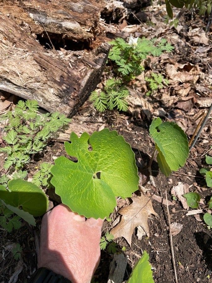 Sanguinaria 18