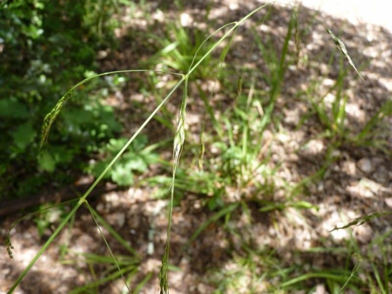 Achnatherum paradoxum 13