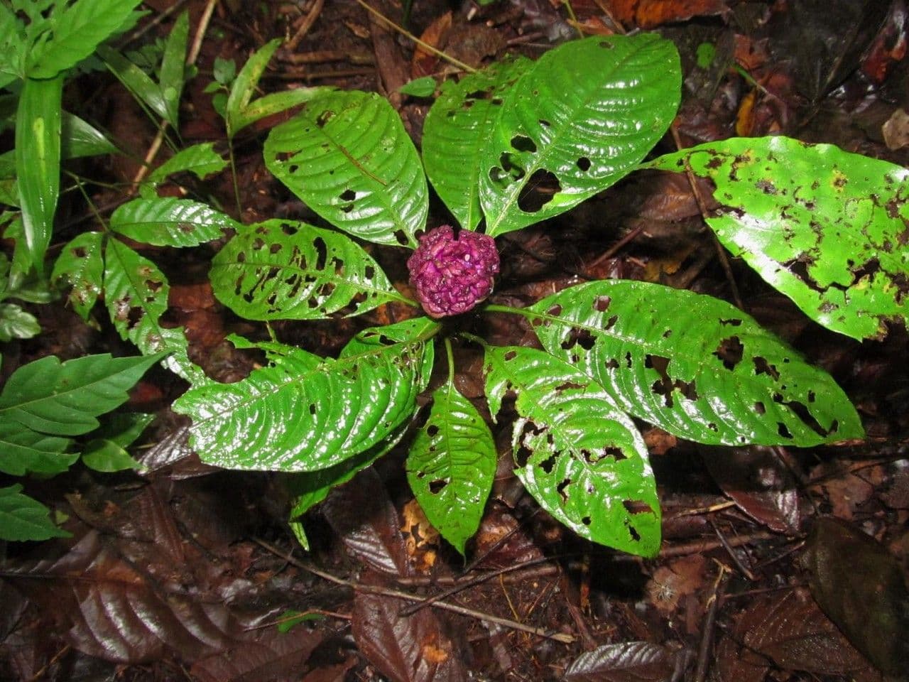 Palicourea 13