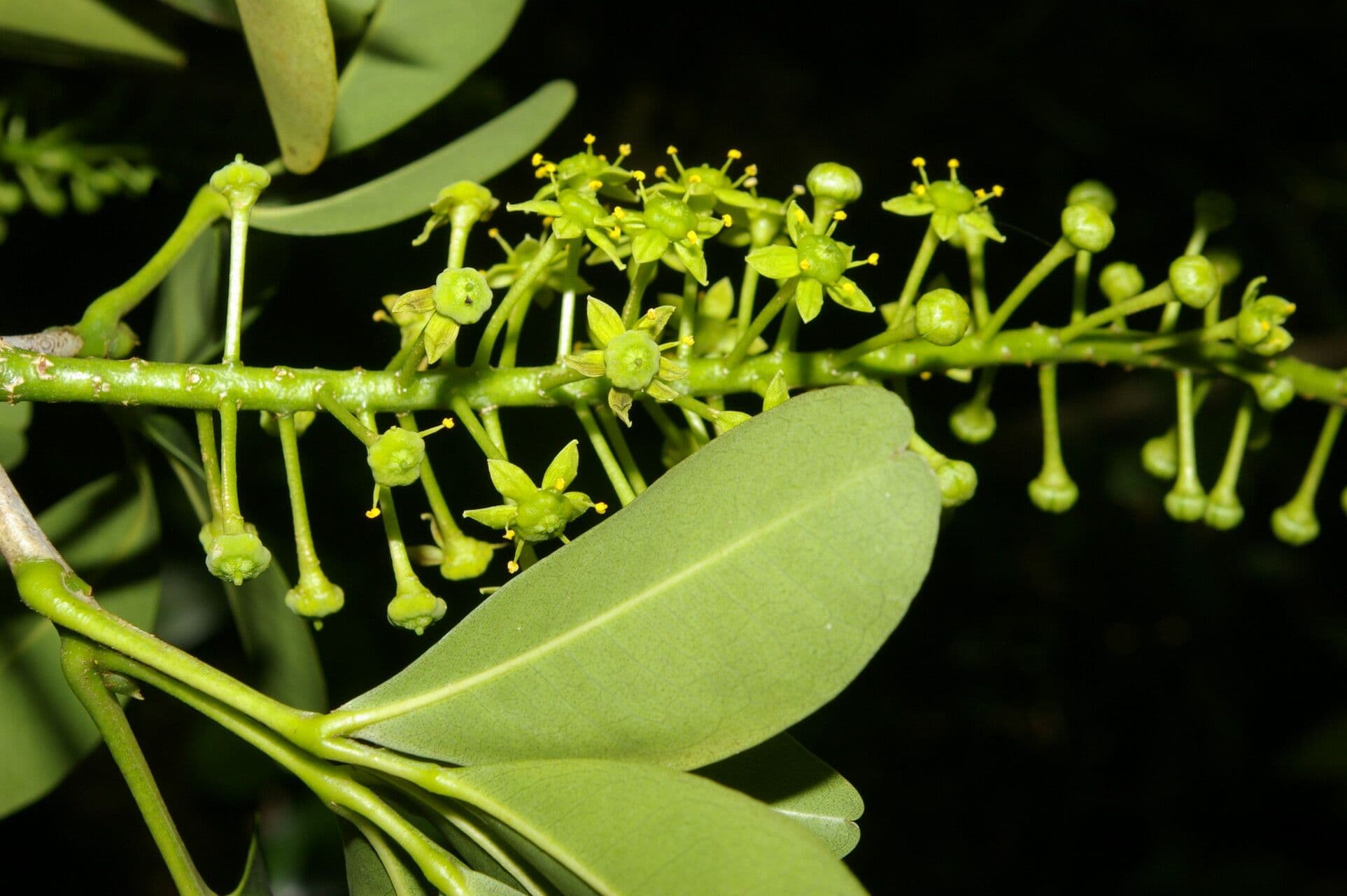 Aceitillo 5
