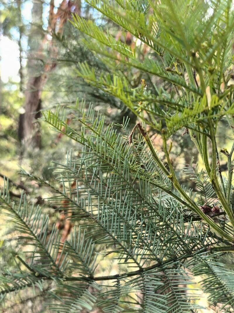 Grüne Wattle 9