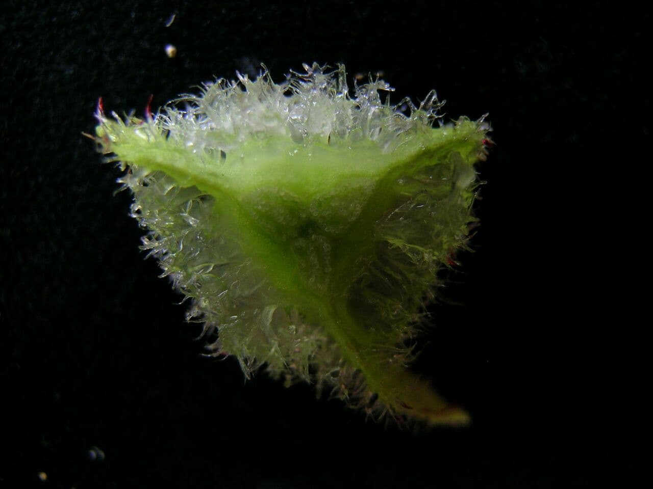 Begonia dipinta 6