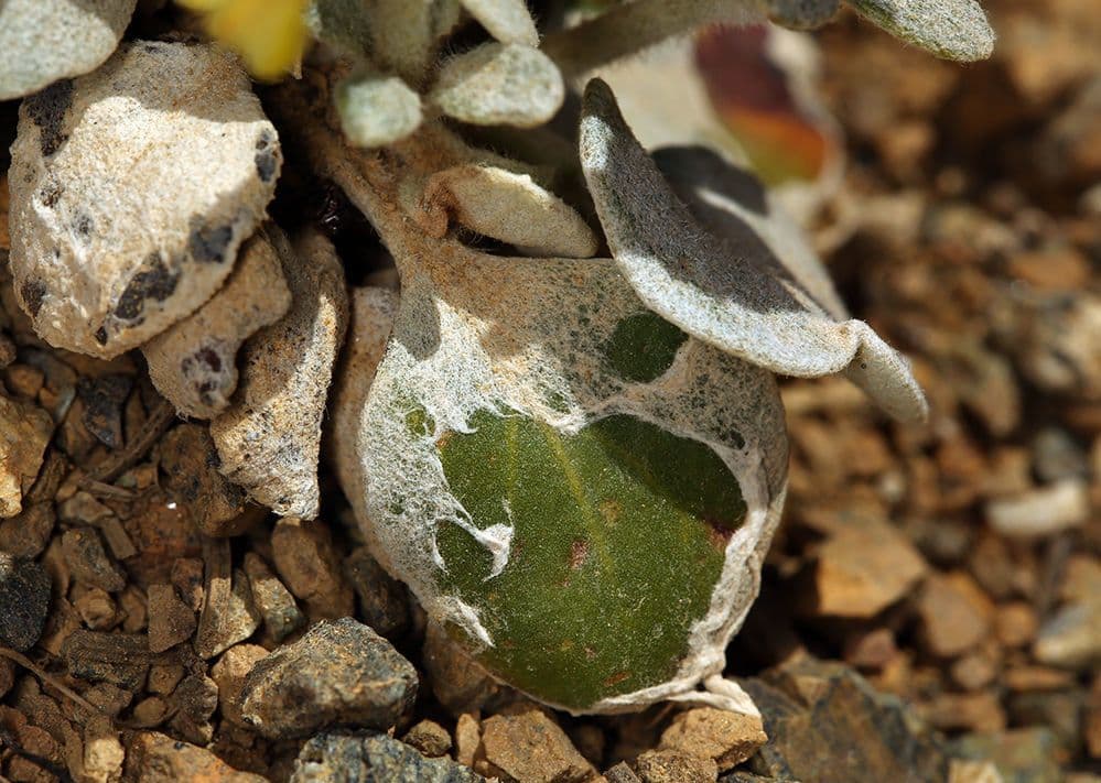 Eriogonum