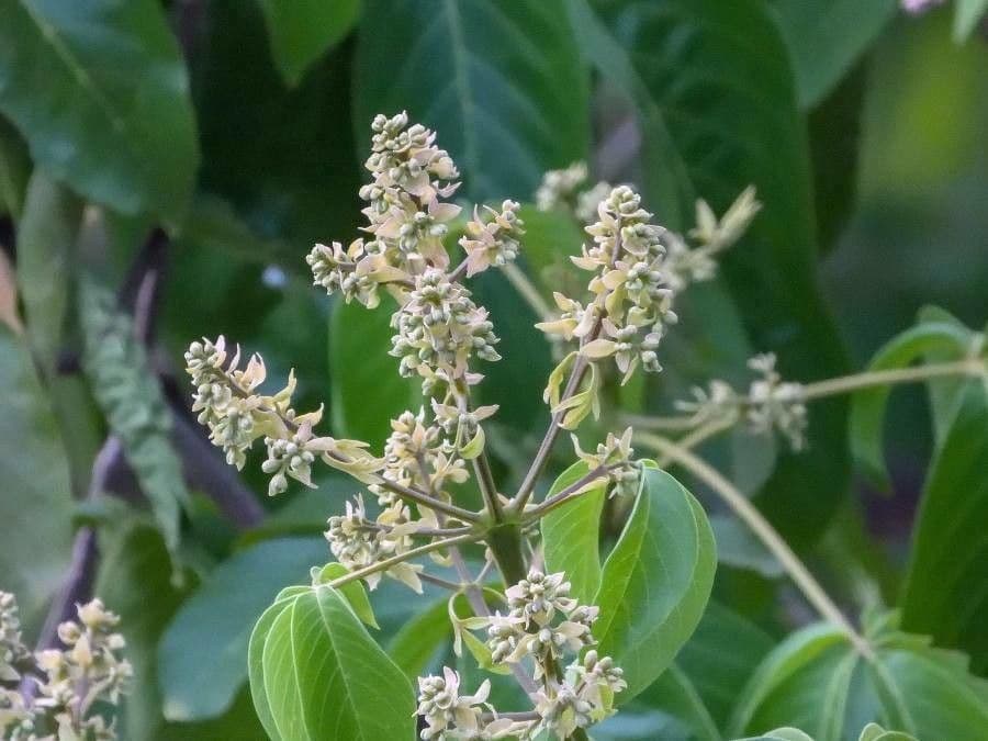 Vitex 2