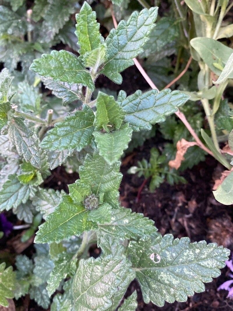 Verbena rigida 18