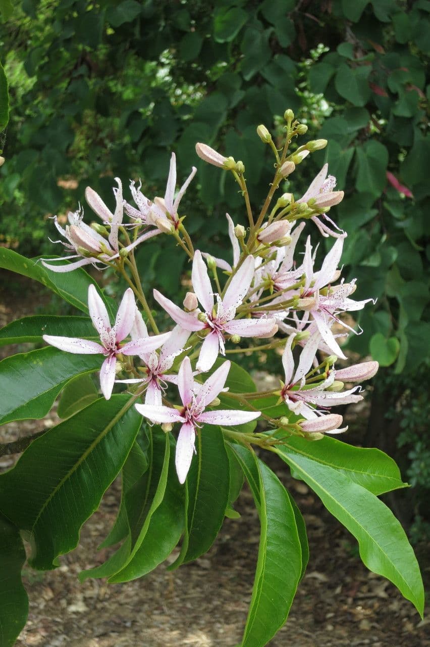 Calodendrum 25