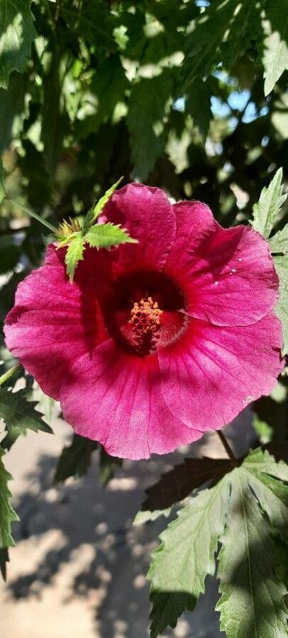 Essigblättriger Hibiskus