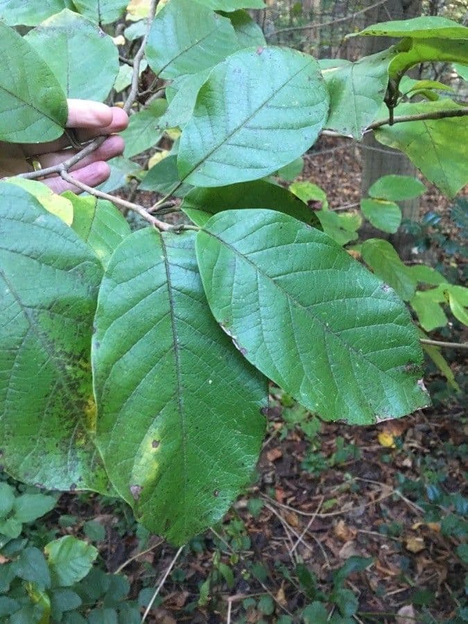 Magnolia acuminata 17