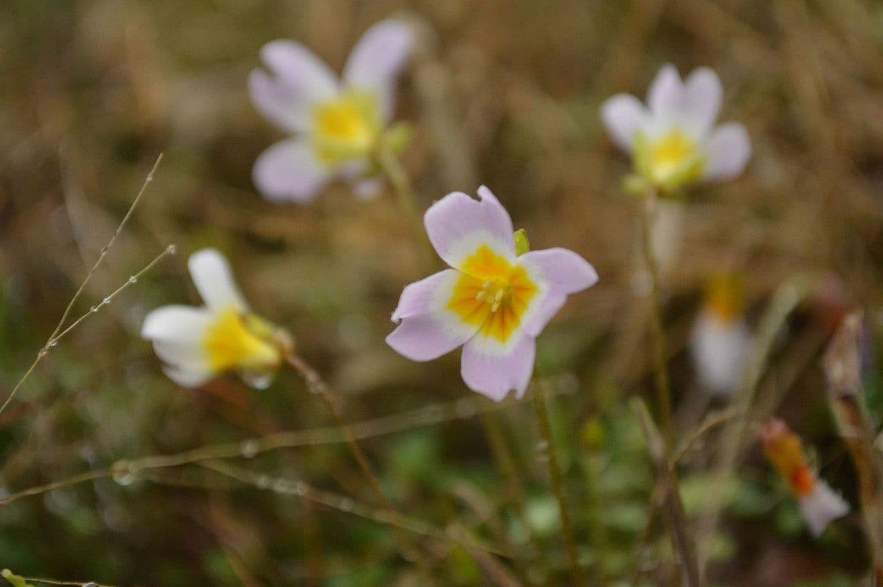 Styloide Glockenblume 5