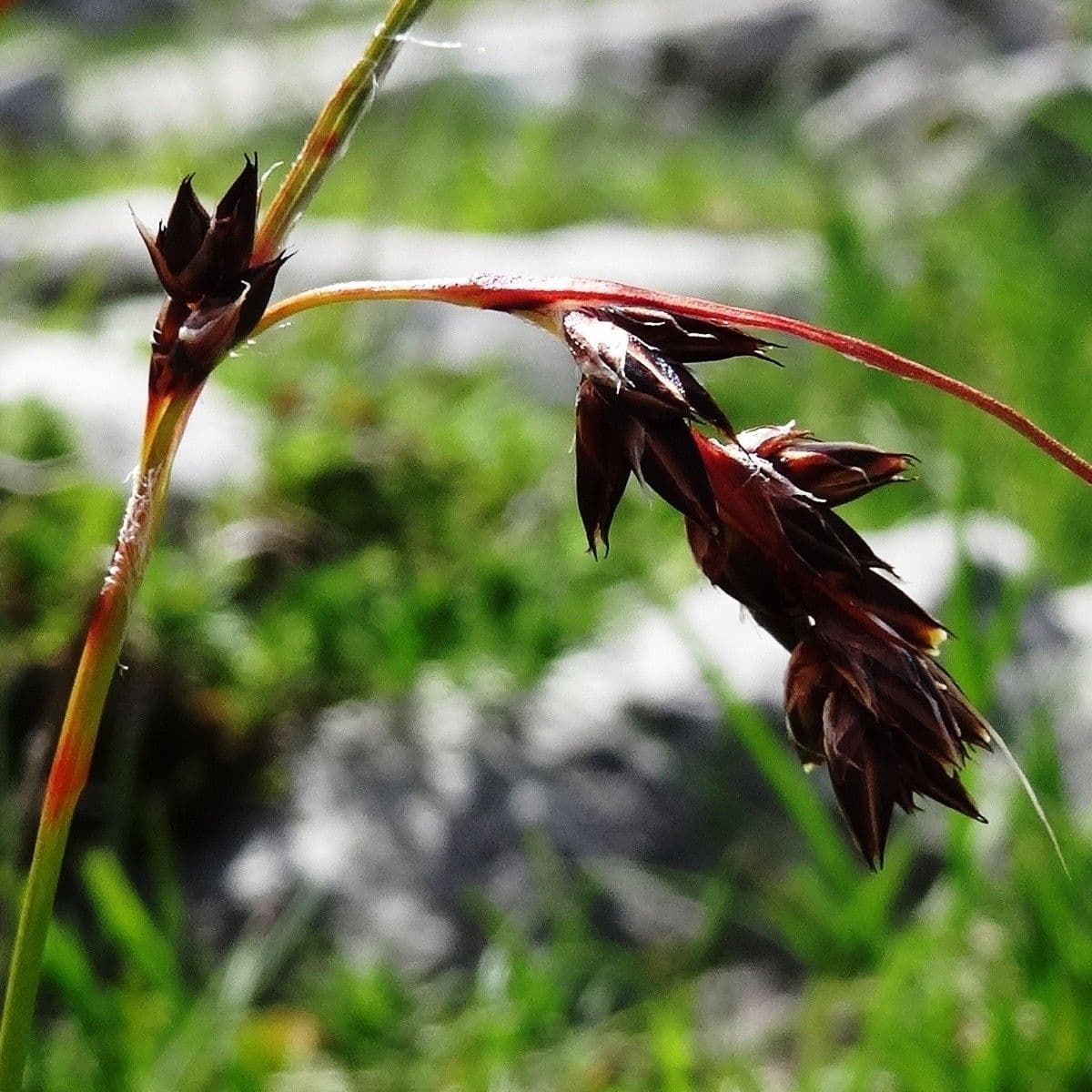 Junco pediforme