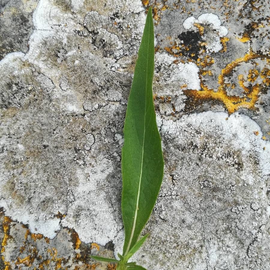 Cheirolophus 10