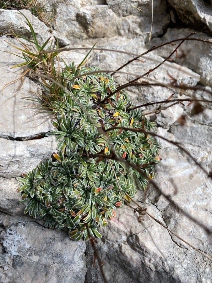 Saxifrage incrustée 12