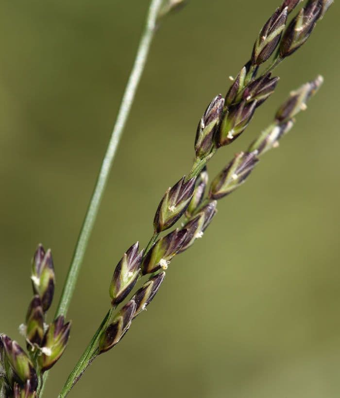 Melica imperfetta 2