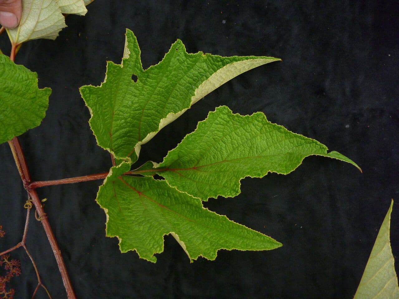 Ampelocissus 5