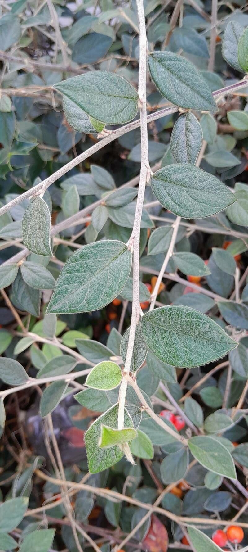 Cotoneaster di Franchet 17