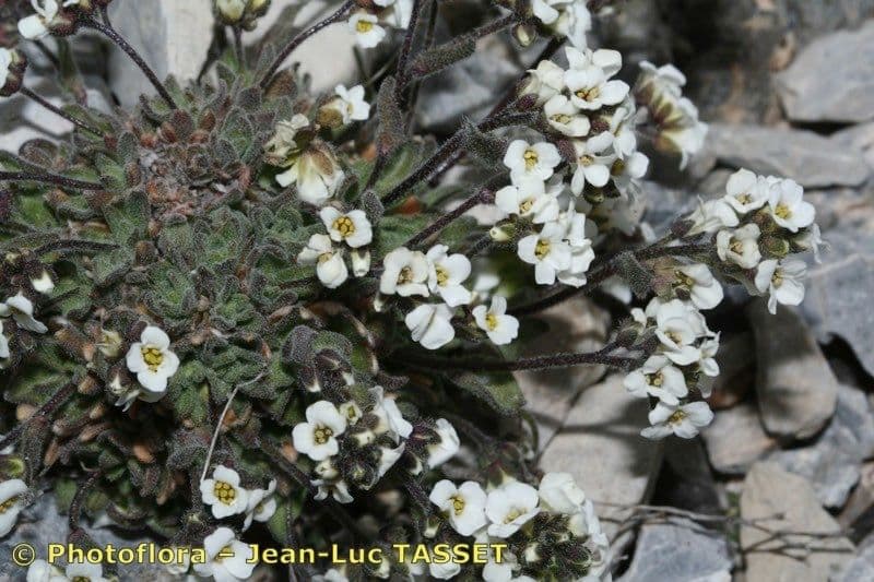 Draba douteuse 8