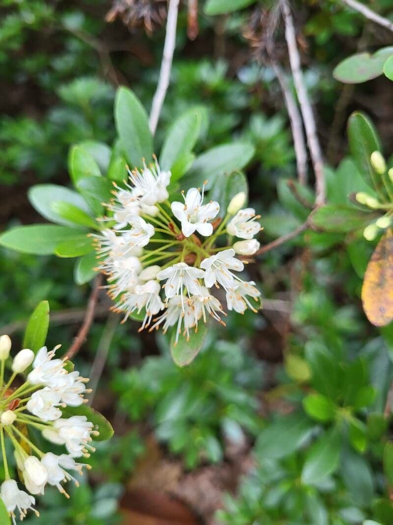 Rhododendron micranthum 2