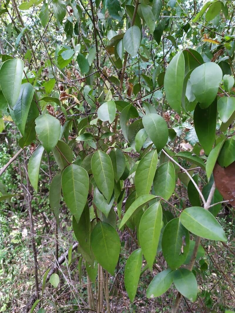 Diospyros 2