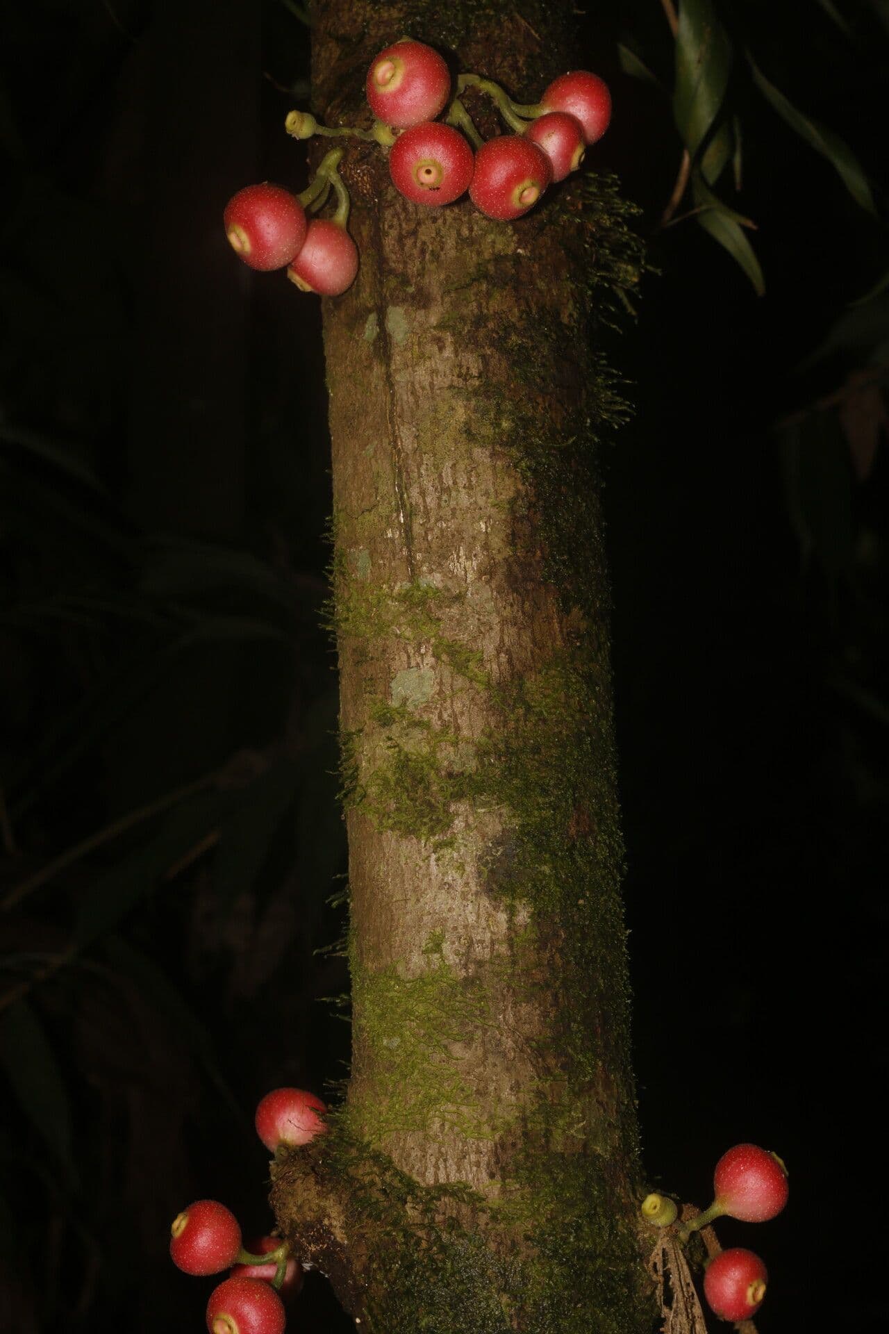 Siparuna gesnerioides 15