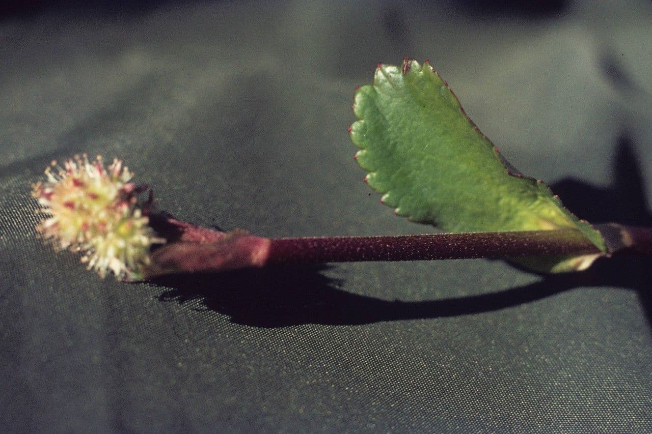 Leptarrhena 9