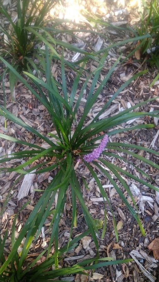 Liriope 23