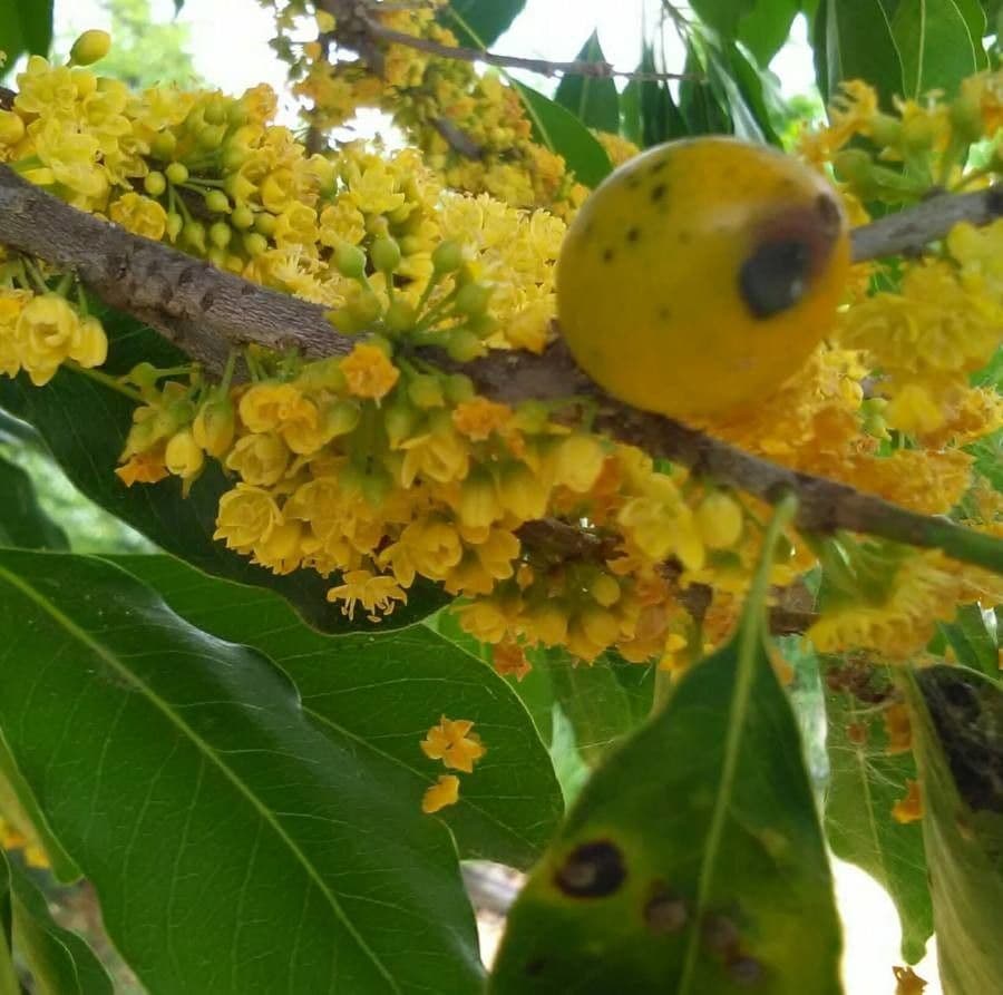 Sideroxylon