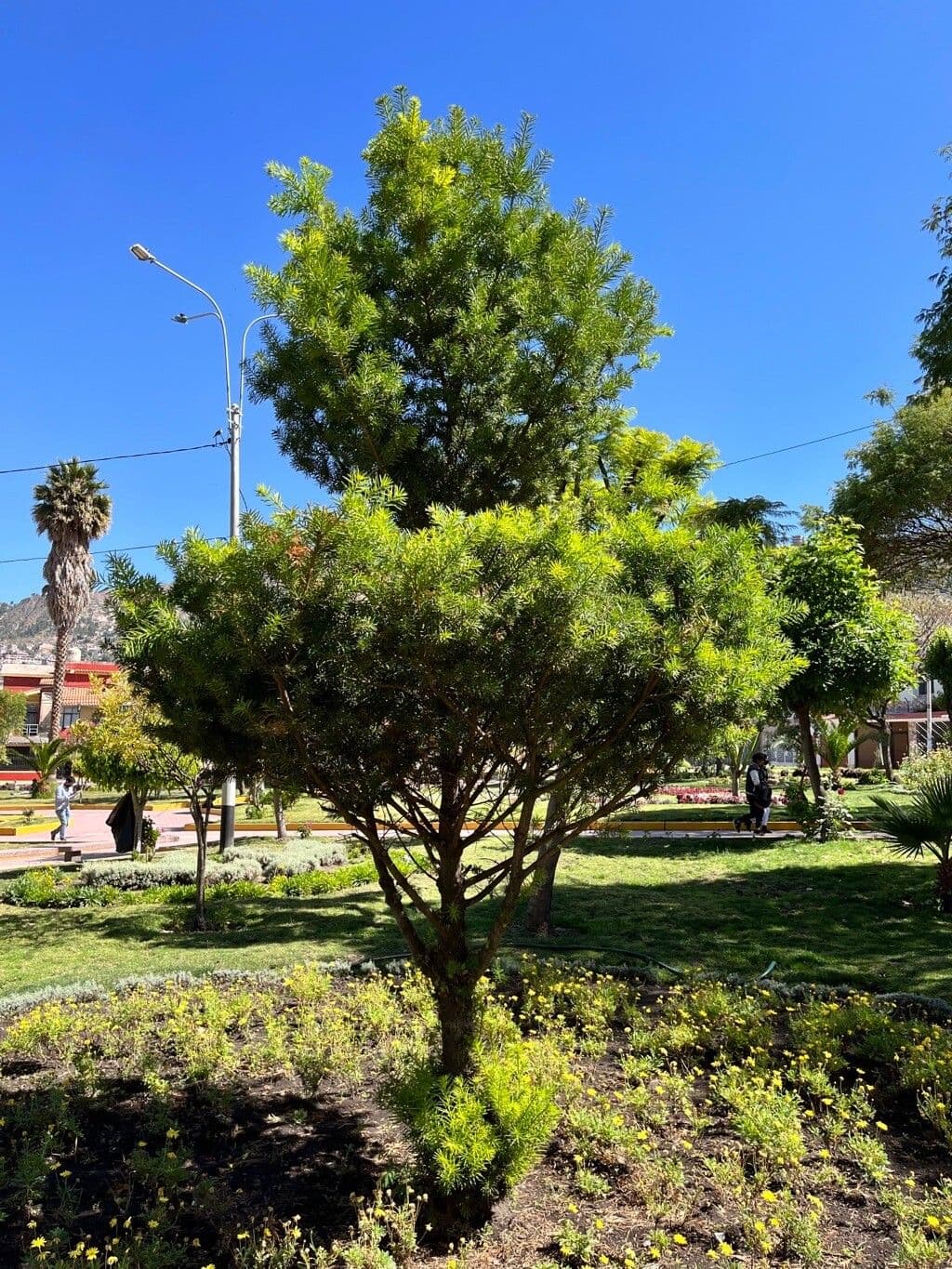 Podocarpus 4