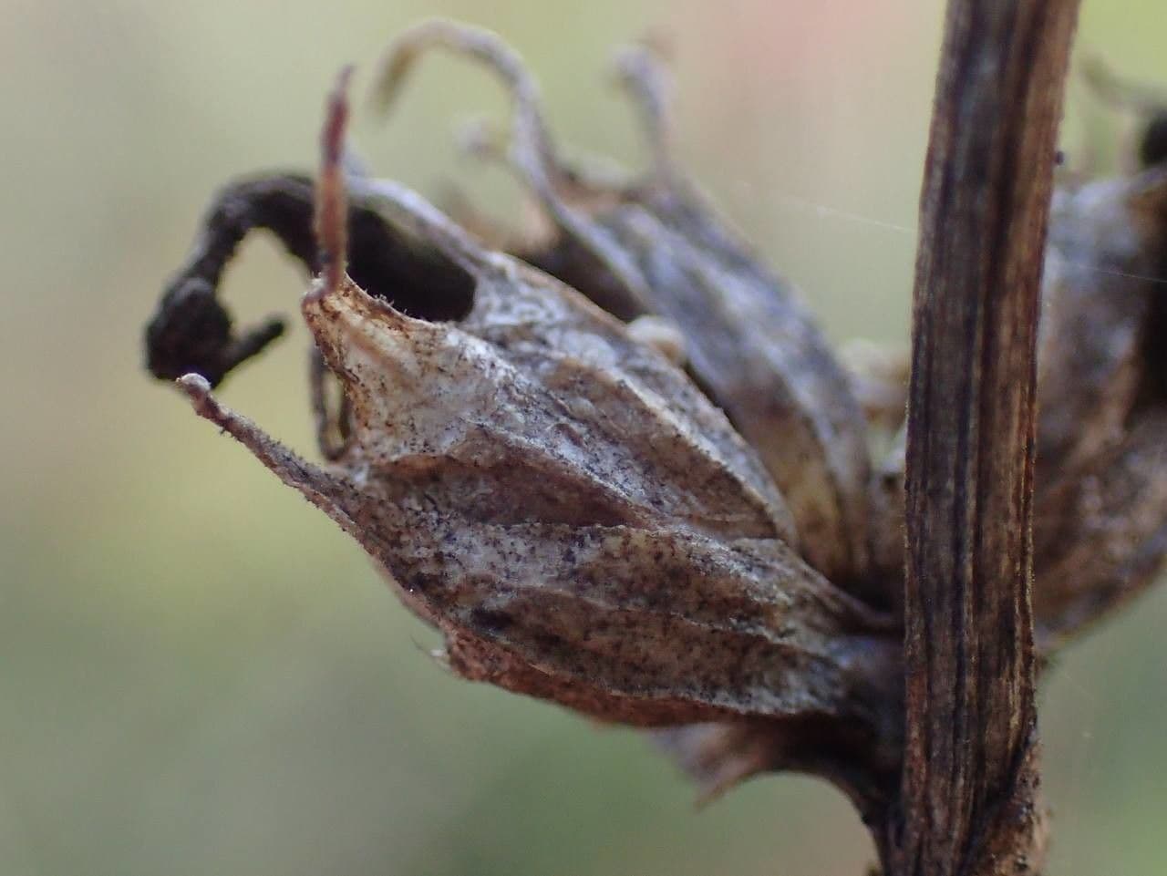 Campanula agglomerata 2
