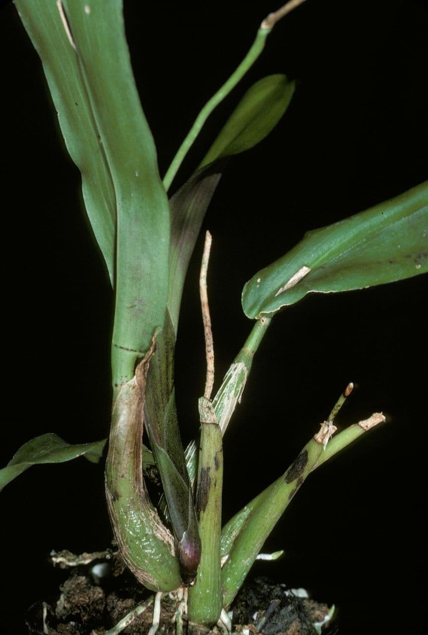 Polystachya 3
