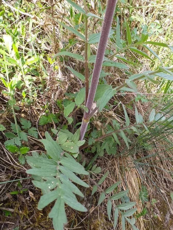 Valeriana comune 23