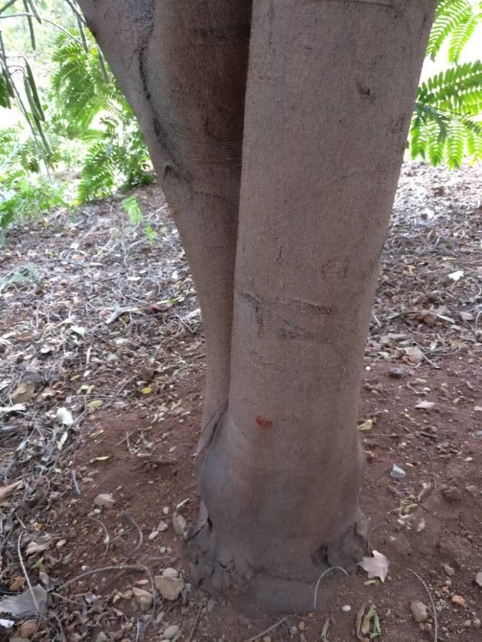 Cassia de Java 22