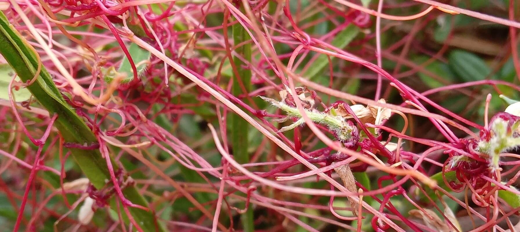 Cuscuta del timo 29