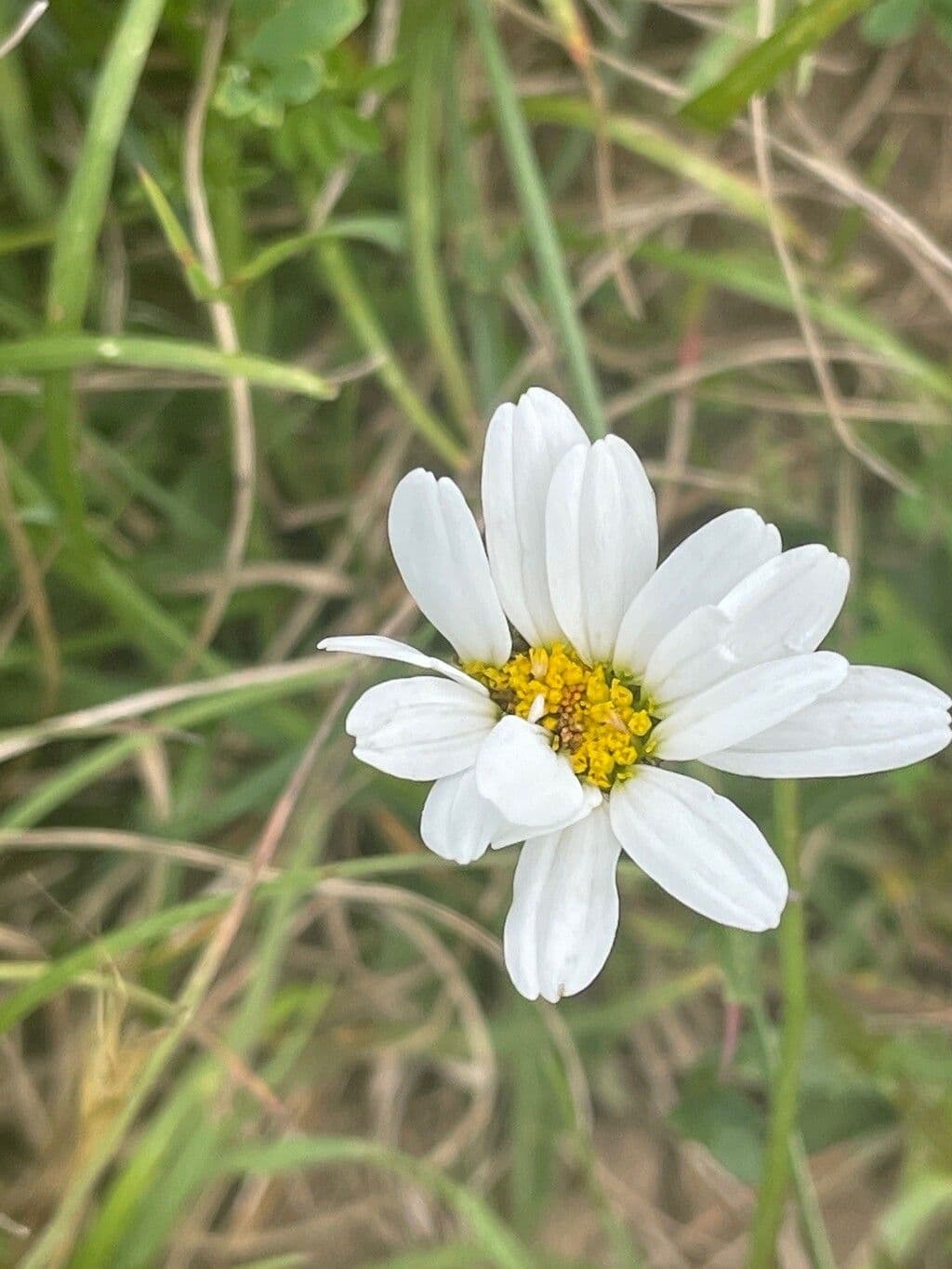 Camomilla 3