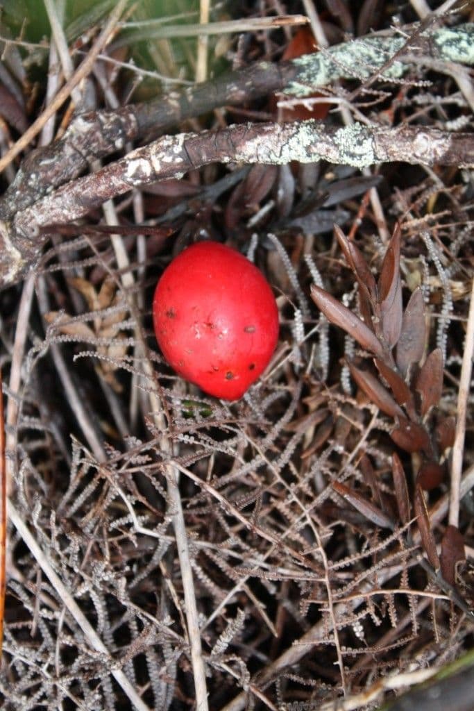 Retrophyllum 2