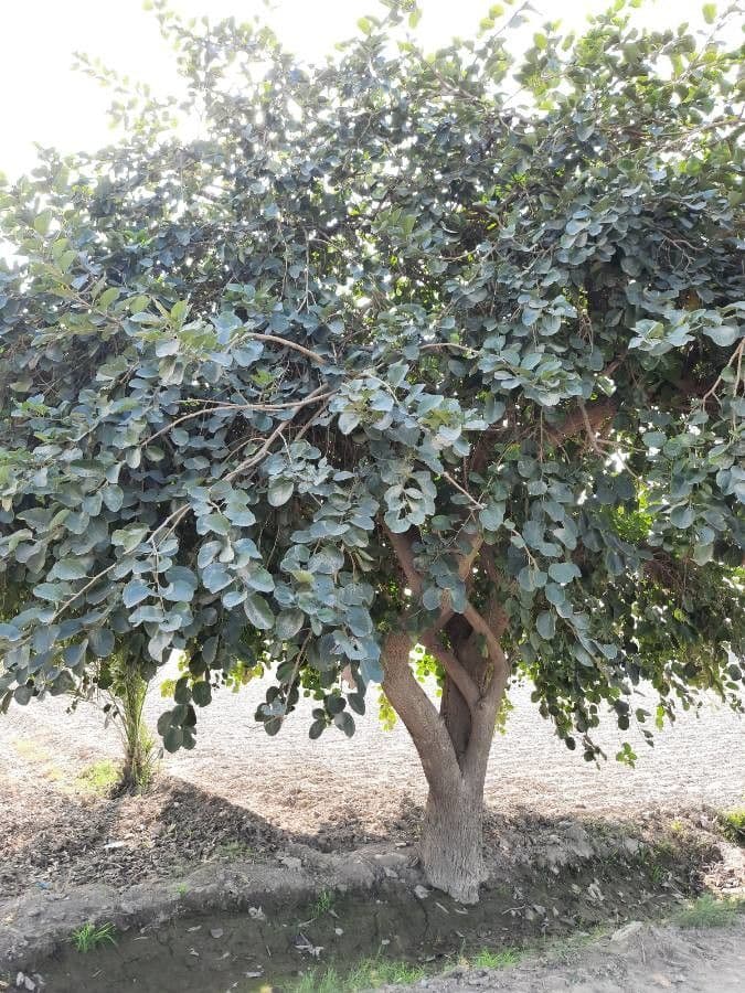 Cordia myxa 7