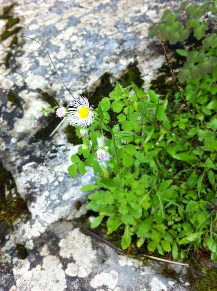 Erigeron 8