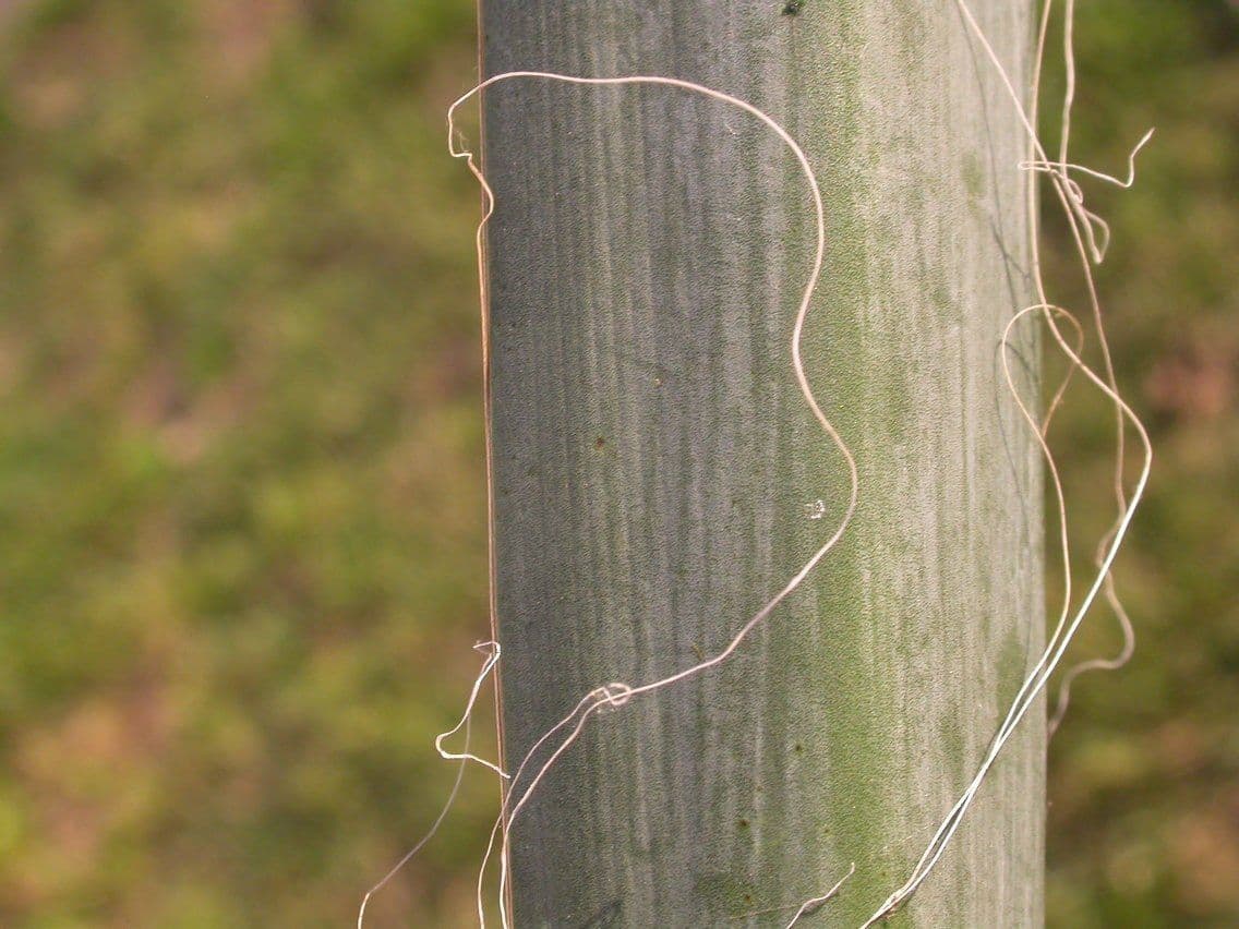 Yuca flaccida 17