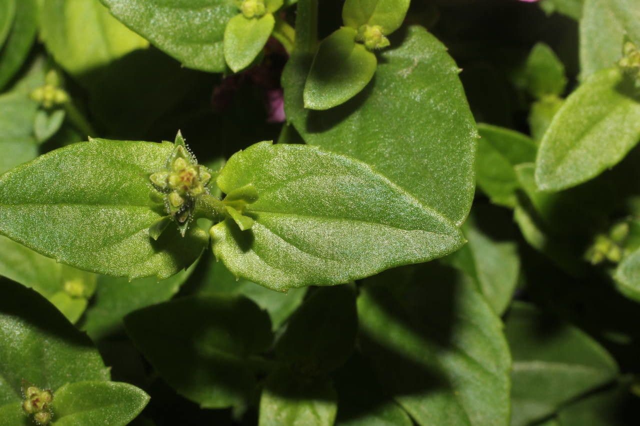 Diascia 22