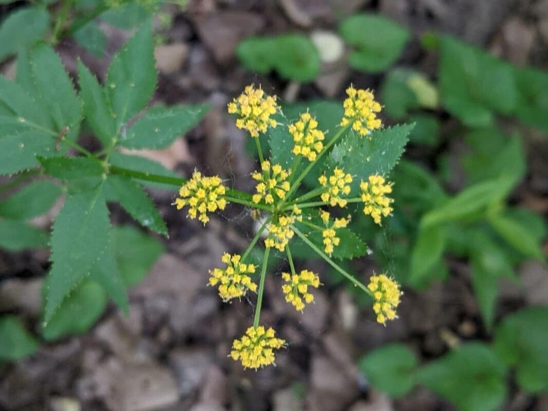 Zizia trifogliata