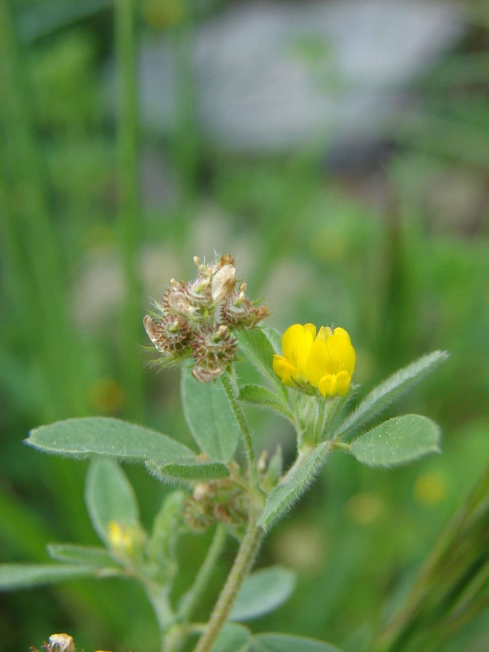 Erba medica minima 26