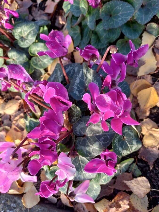 Cyclamen 6