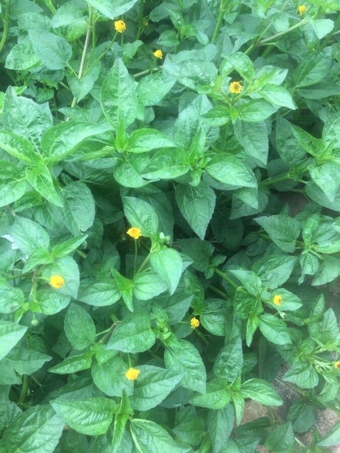 Acmella oleracea 6